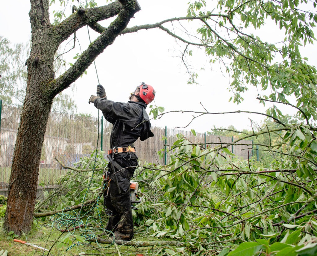Tree Service in Belgrade Maine - BlogMR2.1