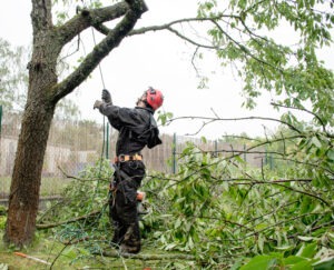 Tree Service in Belgrade Maine - BlogMR2.1