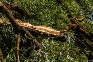 Emergency Tree Service - BlogMR2.2