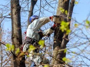 Blog 4