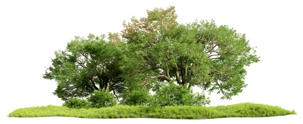 Tree and Shrub Planting in Belgrade Maine