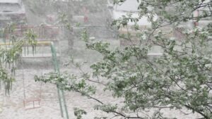 Storm Threats to Trees