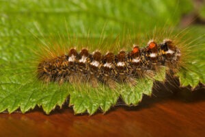 The Impact of Browntail Caterpillars on Maine Trees