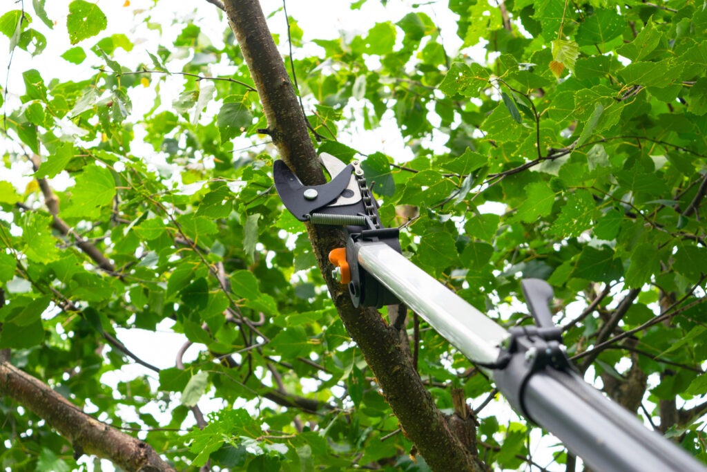 Tree Pruning Myths
