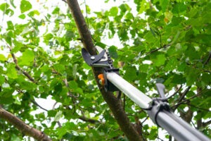 Tree Pruning Myths