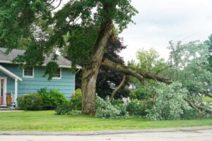 Emergency Tree Services After a Storm in Central Maine