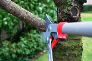 Tree Maintenance Can Increase Your Property Value